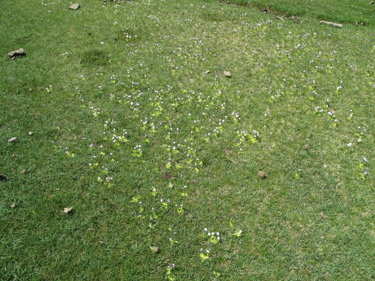 Pinguicula corsica